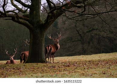 Peak District Stags, Chatsworth, UK