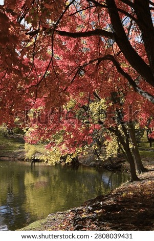 Peak fall foliage creates a beautiful natural tunnel over a public park walking trail during a sunny autumn afternoon.