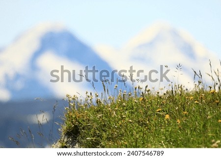 peak, flower, grass, landscape, mountains, mountain, panorama, outdoor, nature, color, blue, beauty, beautiful, background, alps, alpine