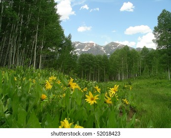 Peak Flowers On Kebler Pass, CO.