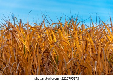 Peak Of Miscanthus Giganteus In The Time Of Autumn. Yellow Blades Of Grass Against Blue Sky. 