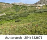 Peak wildflower season hiking Gray