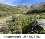 Peak wildflower season hiking Gray