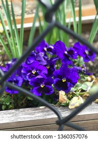 Pansy’s Peaking Through The Fence.  Inner City Garden.