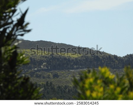 Peaking through the trees is a very conform vergetation on the hill side.