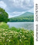 Peaks of Otter along the Blue Ridge Parkway. Wildflowers along Abbott Lake with Sharp Top Mountain peak in the background. Daucus carota, or wild carrot, bird