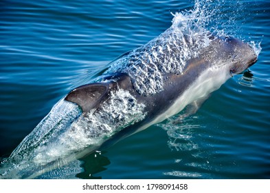 Peales Dolphin From The Chilean Fjord Region