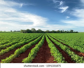 Peanut Agriculture Farm Land Green