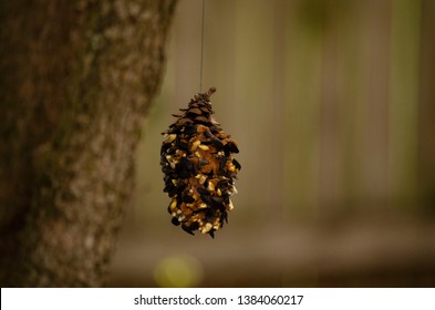 Peanut Butter And Birdseed Pinecones DIY Project With Kids