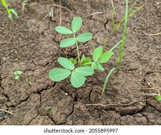 Peanut Crop At Dryness Field.