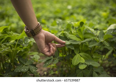  Peanut Farm 