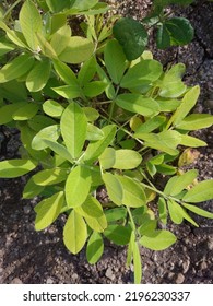 Peanut Farm In India. Peanut Tree Closeup. Monkey Nut Tree.