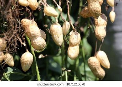 Peanut Farming Field In Harvest Time