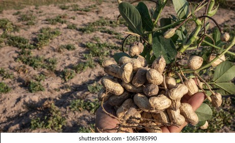 Peanut In The Field