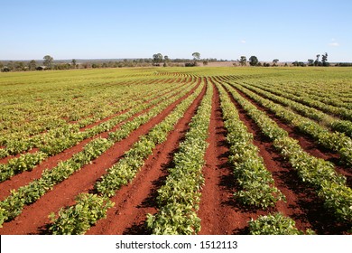 Peanut Field