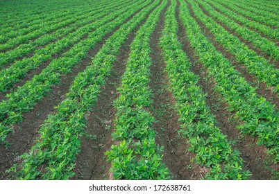 Peanut Field Images, Stock Photos & Vectors | Shutterstock