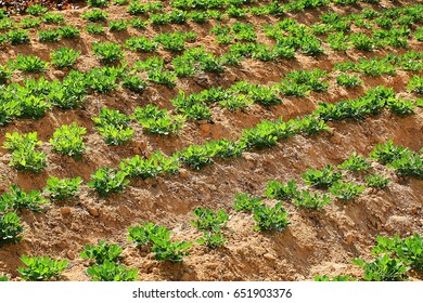 Peanut Field