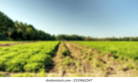 Peanut Field Defocused Thomas County Georgia - Shutterstock ID 2319862347