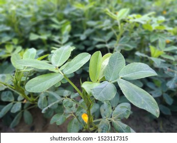 Peanut field and peanut seedlings - Shutterstock ID 1523117315