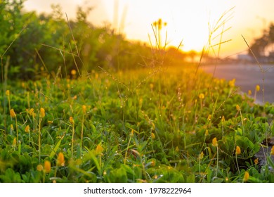 Peanut Grass On The Median Of The Road, In The Backlit Yellow Sunlight.