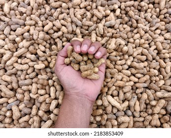 Peanut Or Groundnut Pods, Fresh Harvested Form Fram