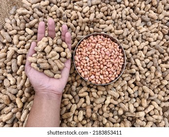 Peanut Or Groundnut Pods, Fresh Harvested Form Fram