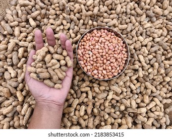 Peanut Or Groundnut Pods, Fresh Harvested Form Fram