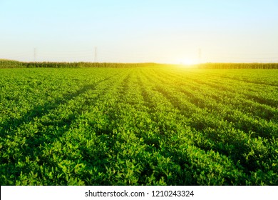 The Peanut Growing In The Field