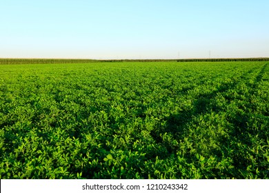 The Peanut Growing In The Field