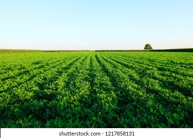 The Peanut Growing In The Field