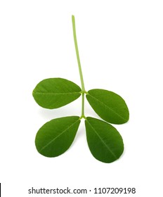 Peanut Leaf Isolated On White Background