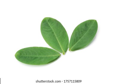 Peanut Leaf Isolated On White Background