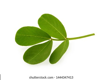 Peanut Leaf Isolated White Background With Clipping Path