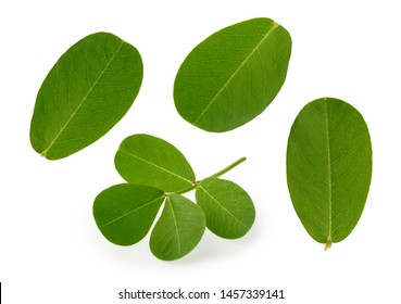 Peanut Leaf Isolated White Background