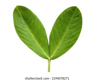 Peanut Leaf On A White Background. One Double Green Fresh Leaf. Isolate. 