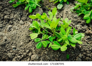 8,432 Peanuts field Images, Stock Photos & Vectors | Shutterstock