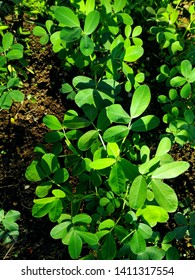 Peanut Plant Sprout Growing In Farm Field. Peanut (groundnut) Plant Seedling Green Leaf Macro Closeup. Peanut Crop Seedling Plantation. Organic Groundnut Plant Sprout Grow In Nut Farm. Groundnut Plant