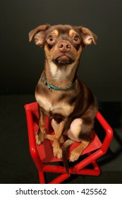 Peanut Producer A Miniature Pincher In Red Directors Chair