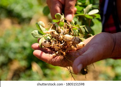 Peanut Seeds In Hands. Growing Peanuts. Peanut Bush.
