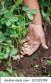 Peanut Tree