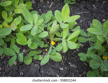 Peanut Tree