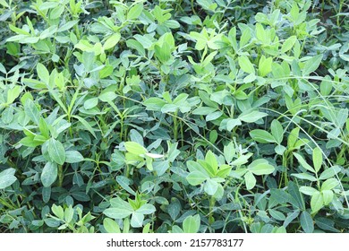 Peanut Tree Closeup On Farm For Harvest