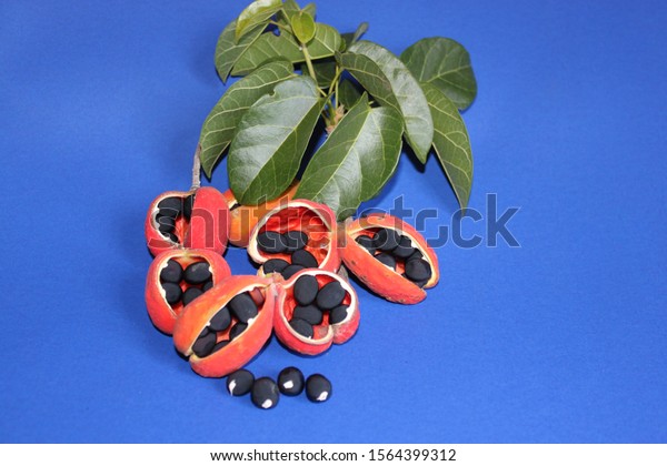 Peanut Tree Sterculia Quadrifida Native Australian Stock Photo (Edit ...