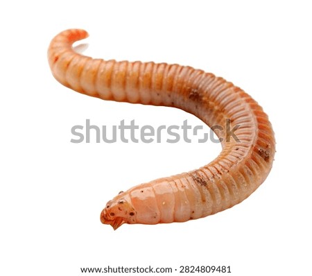 Peanut Worm Single Peanut Worm Shown In A Relaxed Isolated On White Background