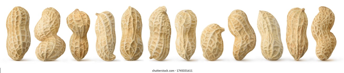 Разнообразие арахиса. 12 сырых очищенных арахиса различной формы, вертикально изолированных на белом фоне