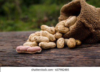 peanuts in shells in sack with fresh groundnut on wooden on nature background