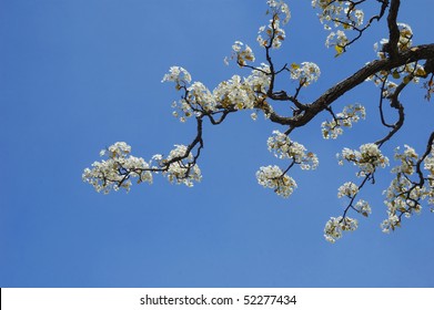 Pear Blossom On Branch