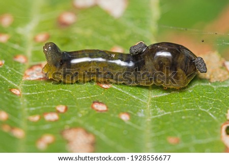  A Pear or Cherry slug is the larva of the sawfly Caliroa cerasi and grazes on the surface of fruit tree leaves.. This was on a Cherry tree in Kent, UK and has faeces stuck to its slimy surface.