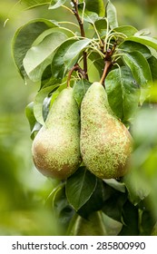 Pear Conference (Pyrus Communis)