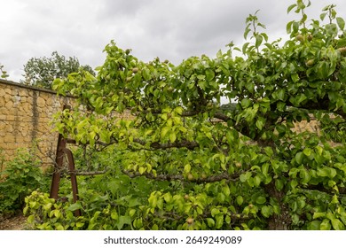 Pear cordon. Intensive growing method for fruit trees in a garden setting.